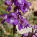 Orchis bouffon, orchis morio