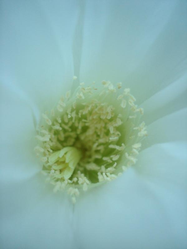 Au coeur d'une fleur d'Echinopsis