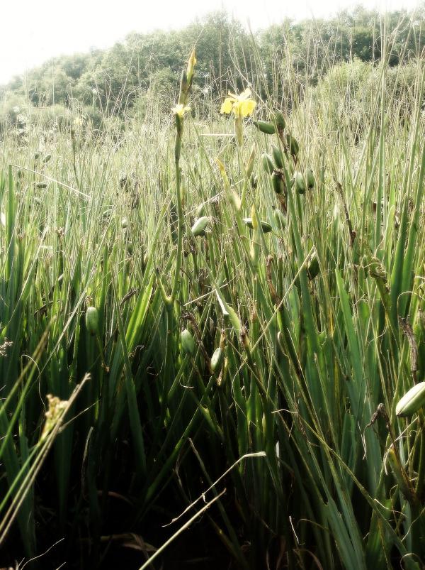 Iris des marais - Ruisseau de Dégagnazès