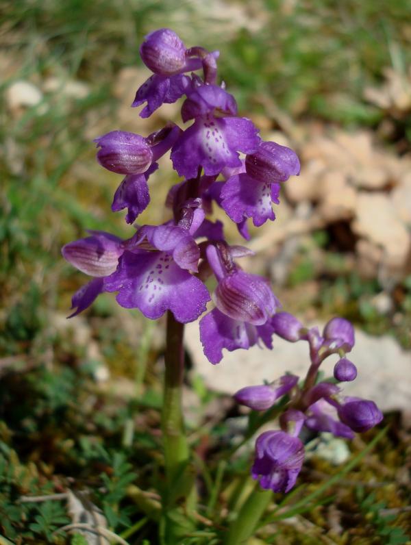 Orchis bouffon, orchis morio