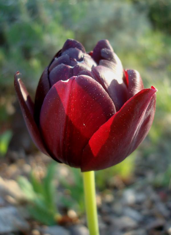 Mes amours de tulipes