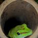 Grand gecko vert malgache