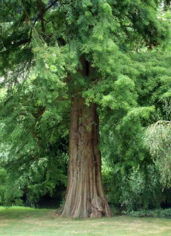 Séquoia géant - Parc Oriental de Maulévrier