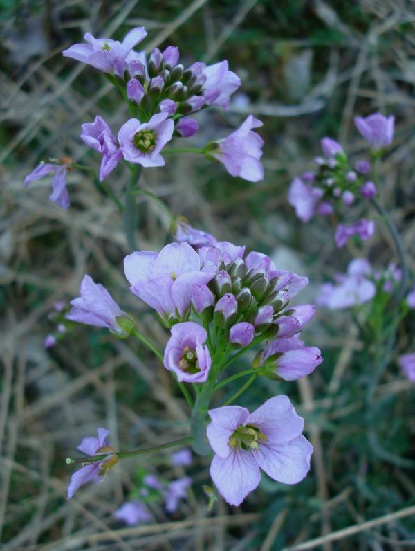 Cardamine des prés