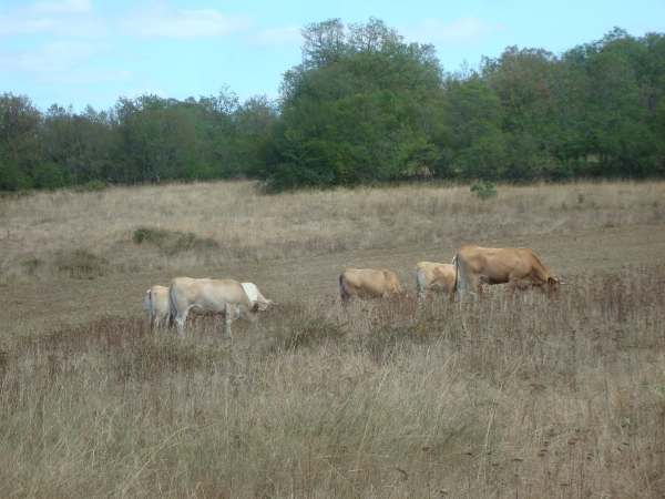 Vaches près de Lugagnac