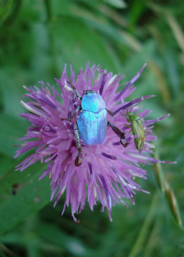 Hoplie bleu et son pote