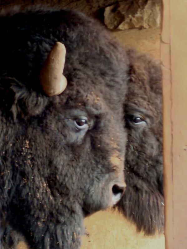 Bison - Parc Animalier de Gramat