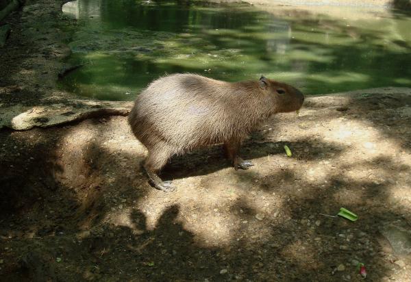 Capybara - Réserve de Calviac