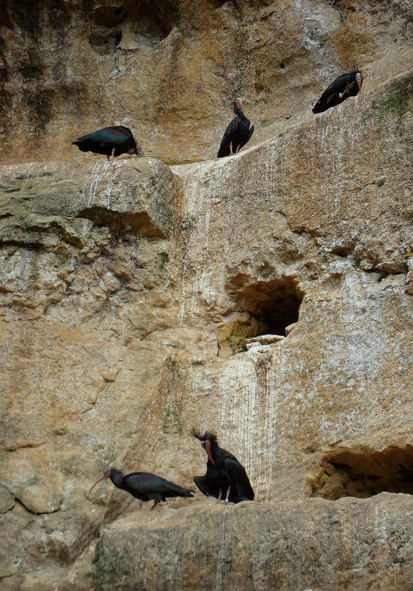 Ibis chauves - Réserve de Calviac