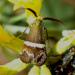 La Coquille d'or - Adela (Nemophora) degeerella