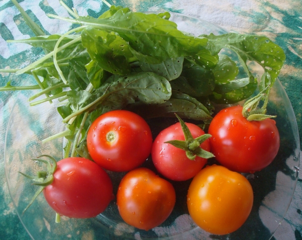 Premières tomates à déguster, trois couleurs