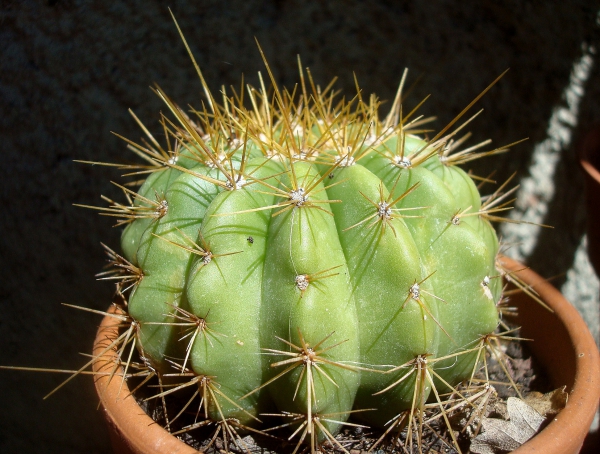 Un de mes nombreux cactus