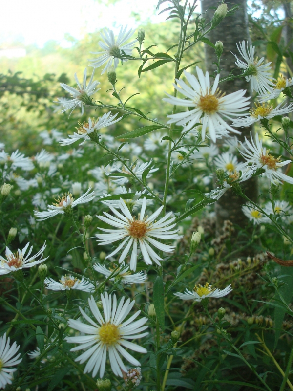 Asters sauvages