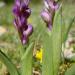 Orchis bouffon, Orchis morio