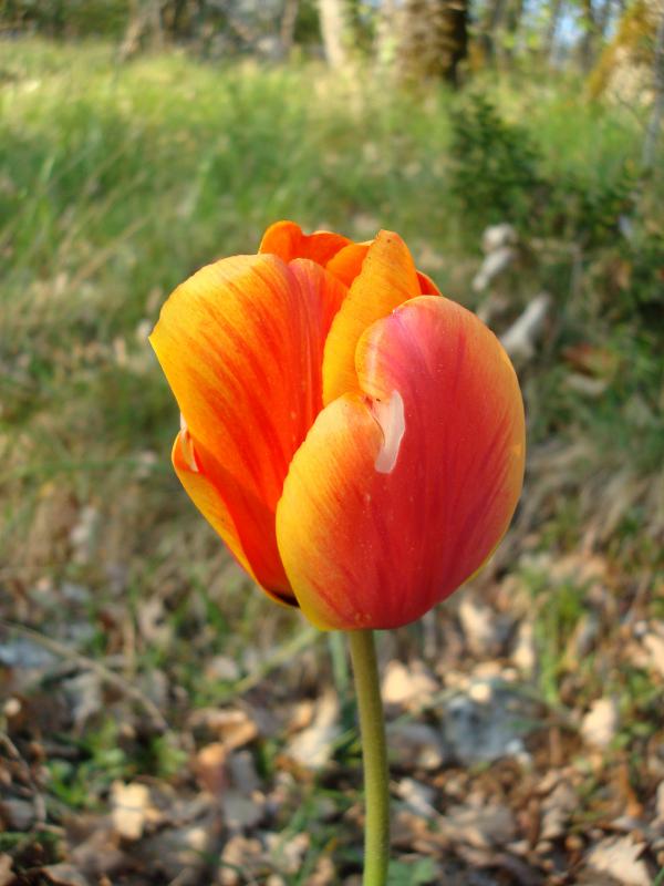Mes amours de tulipes