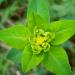 L'Euphorbe réveille-matin ou Petite Éclaire (Euphorbia helioscopia),
