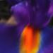 Iris bleu de Hollande