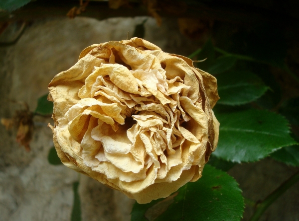 Rose fanée