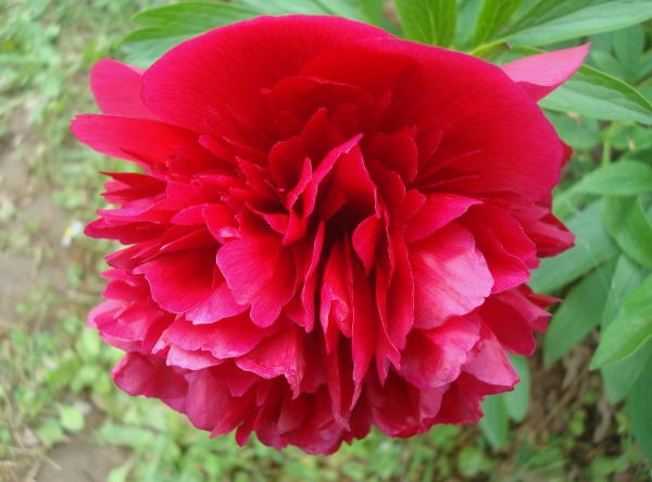 Pivoine japonaise