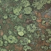 Lichen sur tuile