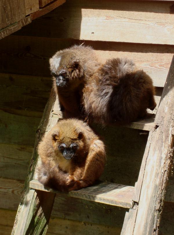 Lémurs à ventre roux - Réserve de Calviac
