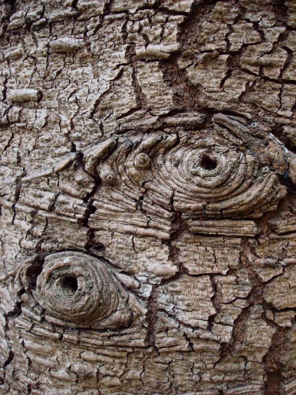 Les arbres ont des yeux I