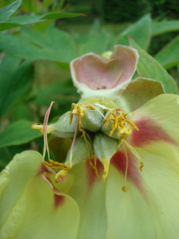 Coeur de pivoine