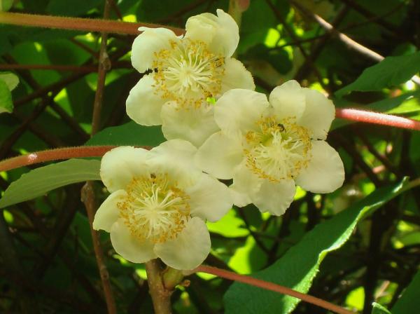 Actinidia - Fleurs de kiwis
