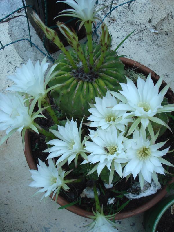 Mon cactus echinopsis en fleurs