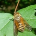 Taon Philipomyia sp. mâle