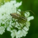 Araignée lynx - Oxyope lineatus