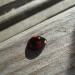 Invasion des Halloween lady beetles