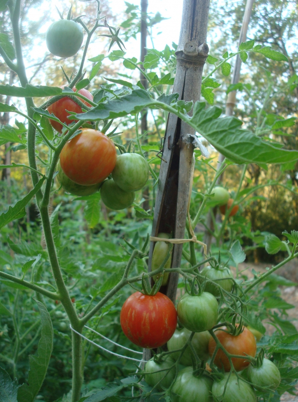Tomates Tigerella bicolore