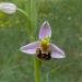 Ophrys apifera dit Ophrys abeille