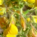 Bugrane jaune, Bugrane gluante, Bugrane fétide, connue aussi sous le nom de coqsigrue (Ononis natrix)