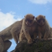 Macaque de Barbarie - Rocamadour