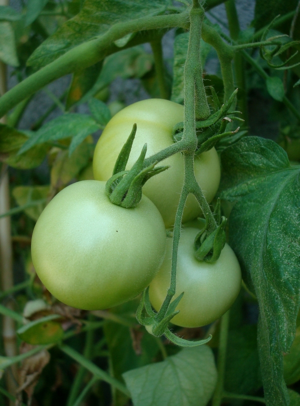 Tomates Matina