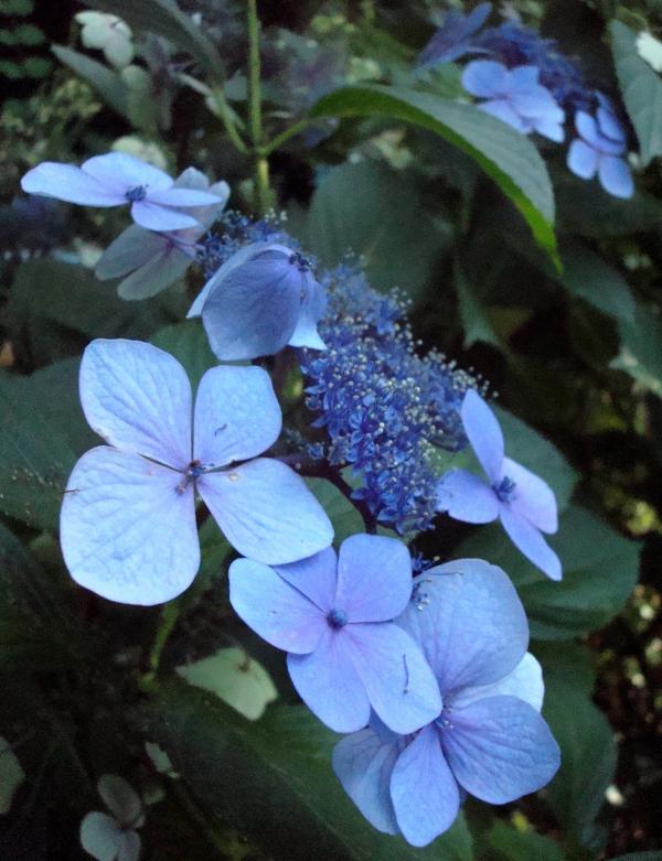 Côté fleur bleue