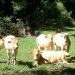 Vaches près de Sabadel-Lauzès