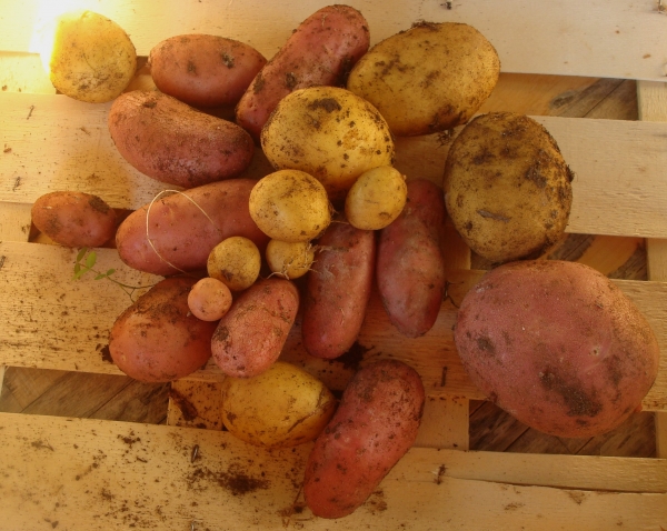 Très mini récolte de patates du causse