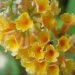 Buddleia weyeriana 'Sungold', Arbre aux papillons jaune