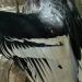 El condor - Rocher des Aigles - Rocamadour
