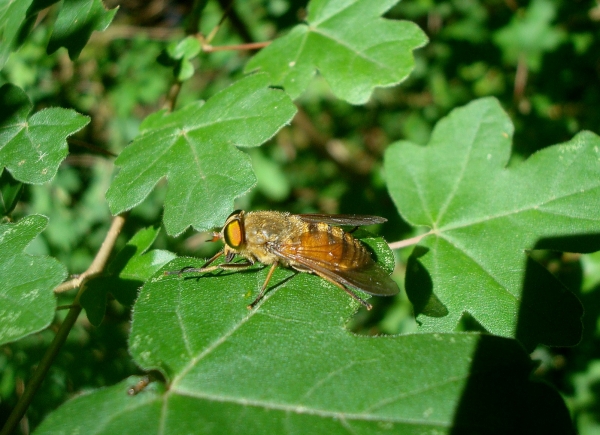 Taon Philipomyia sp. mâle