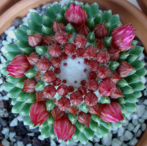 Fleurs de cactus