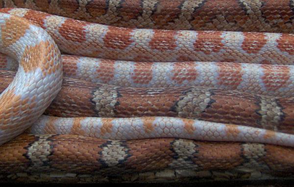 Couleuvres type serpents des blés