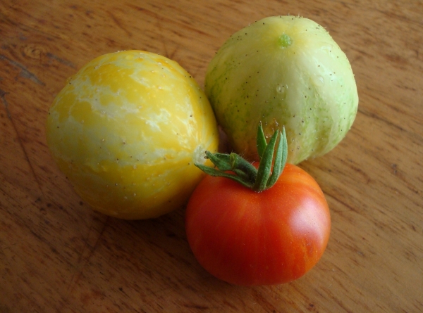 Première tomate ! - 21 juillet