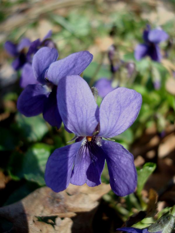 Signe du printemps : violette