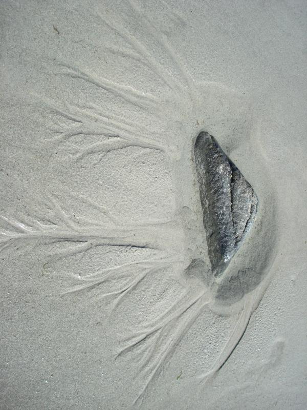 Poisson des sables - Bretagne