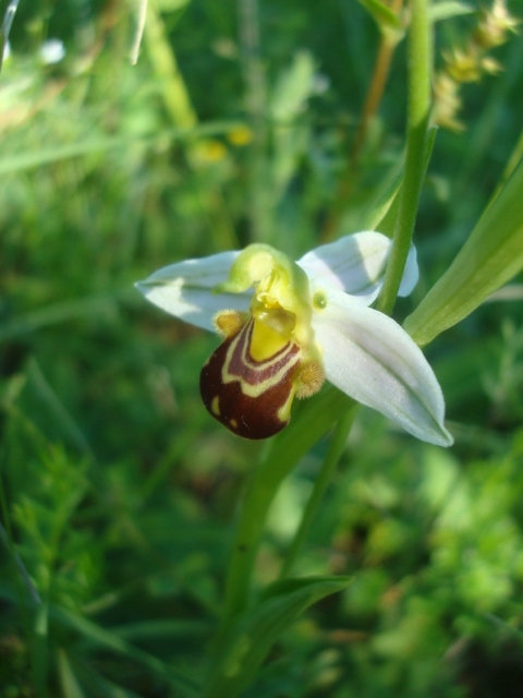 Orchis abeille