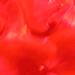 Mon géranium rouge rouge
